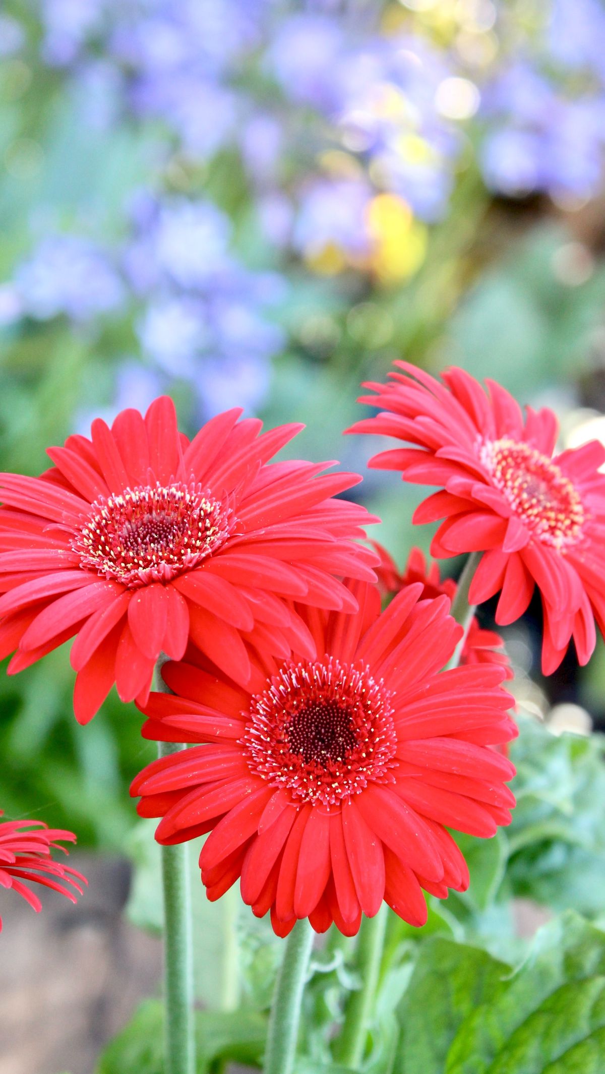 4. Gerbera Daisy (Gerbera jamesonii)<div><br></div><div>The Gerbera Daisy is not just a visual delight. This flowering plant also helps eliminate trichloroethylene and benzene from indoor air. The Gerbera Daisy has rich blooms that add color to your living space. This plant also promotes a cheerful and refreshing atmosphere.</div><div><br></div><div>Photo: david-tip-unsplash</div>