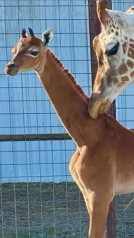 Baby Giraffe Born Without Spots, Experts Said It Be the Only One on Earth