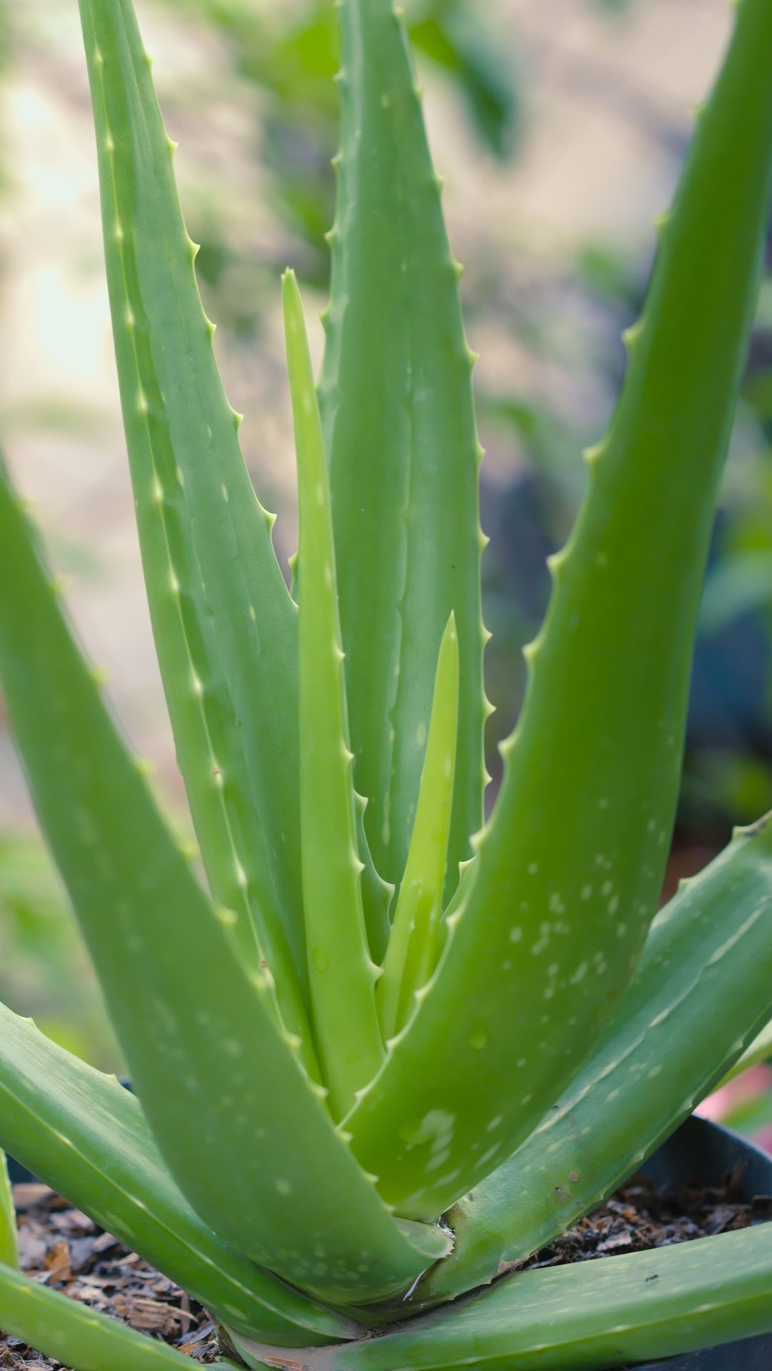 6. Aloe Vera (Aloe barbadensis miller)