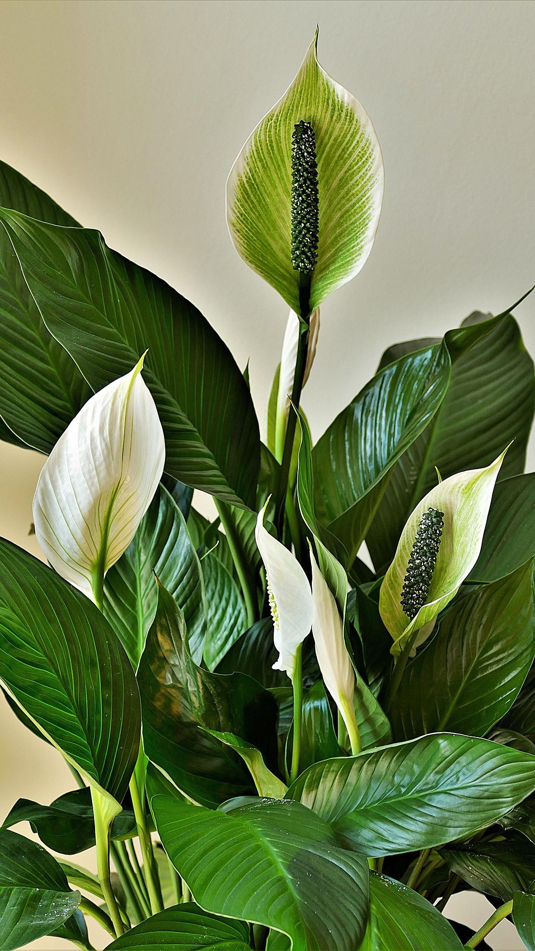 7. Peace Lily (Spathiphyllum spp.)<div><br></div><div>The Peace Lily is famous for its elegance and air-cleaning powers. It removes indoor pollutants such as ammonia, benzene, and formaldehyde. This plant also has the unique quality of visibly wilting when it's time for a drink. The Peace Lily gives a natural indicator of when it's time to water your plants.<div><br></div><div>Photo: pixabay/HOerwin56</div></div>