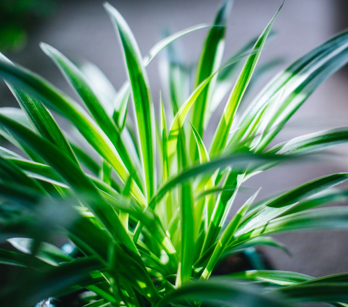 7 Best Houseplants for Cleaning Indoor Air Pollution, Keep Your Home Fresh Naturally