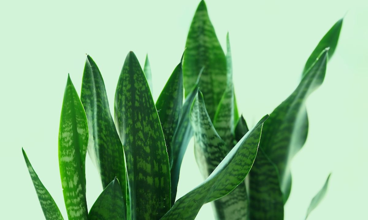 7 Best Houseplants for Cleaning Indoor Air Pollution, Keep Your Home Fresh Naturally