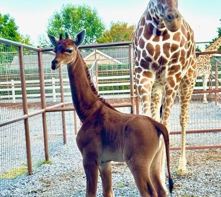 A special moment happened at the Brights Zoo in northeastern Tennessee recently. The baby giraffe has been born. But this baby giraffe is not like giraffes in general.