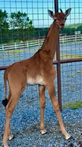 This little giraffe doesn't have any spots on its skin. This is very rare.