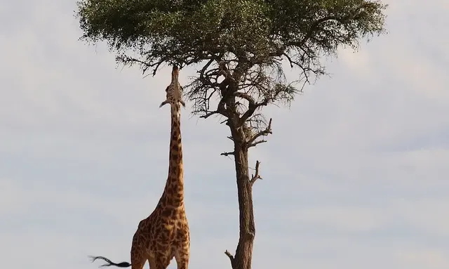 Baby Giraffe Born Without Spots, Experts Said It Be the Only One on Earth