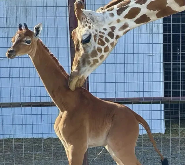 Baby Giraffe Born Without Spots, Experts Said It Be the Only One on Earth