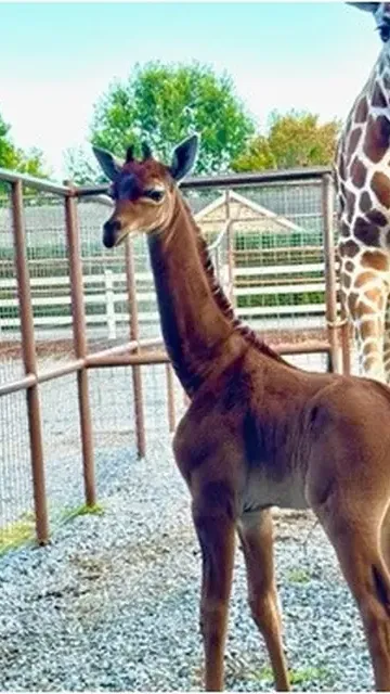 The zoo said experts believe the spotless baby giraffe of its kind may be the only one in the world.