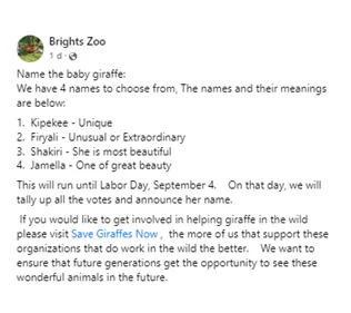 Baby Giraffe Born Without Spots, Experts Said It Be the Only One on Earth