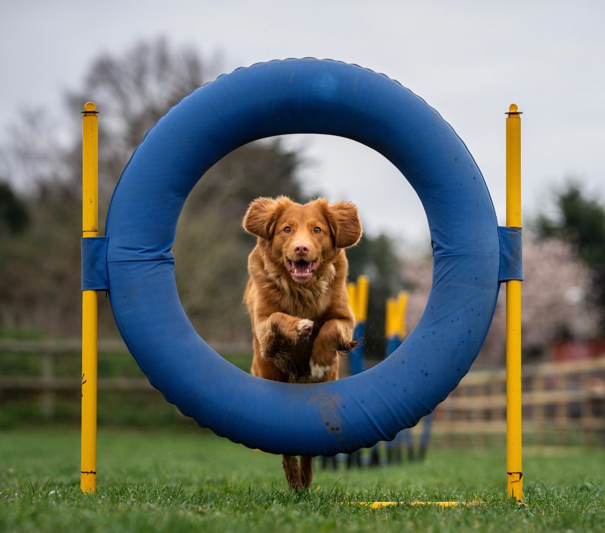 7 Sports That Are Perfect for Training Pet Dogs