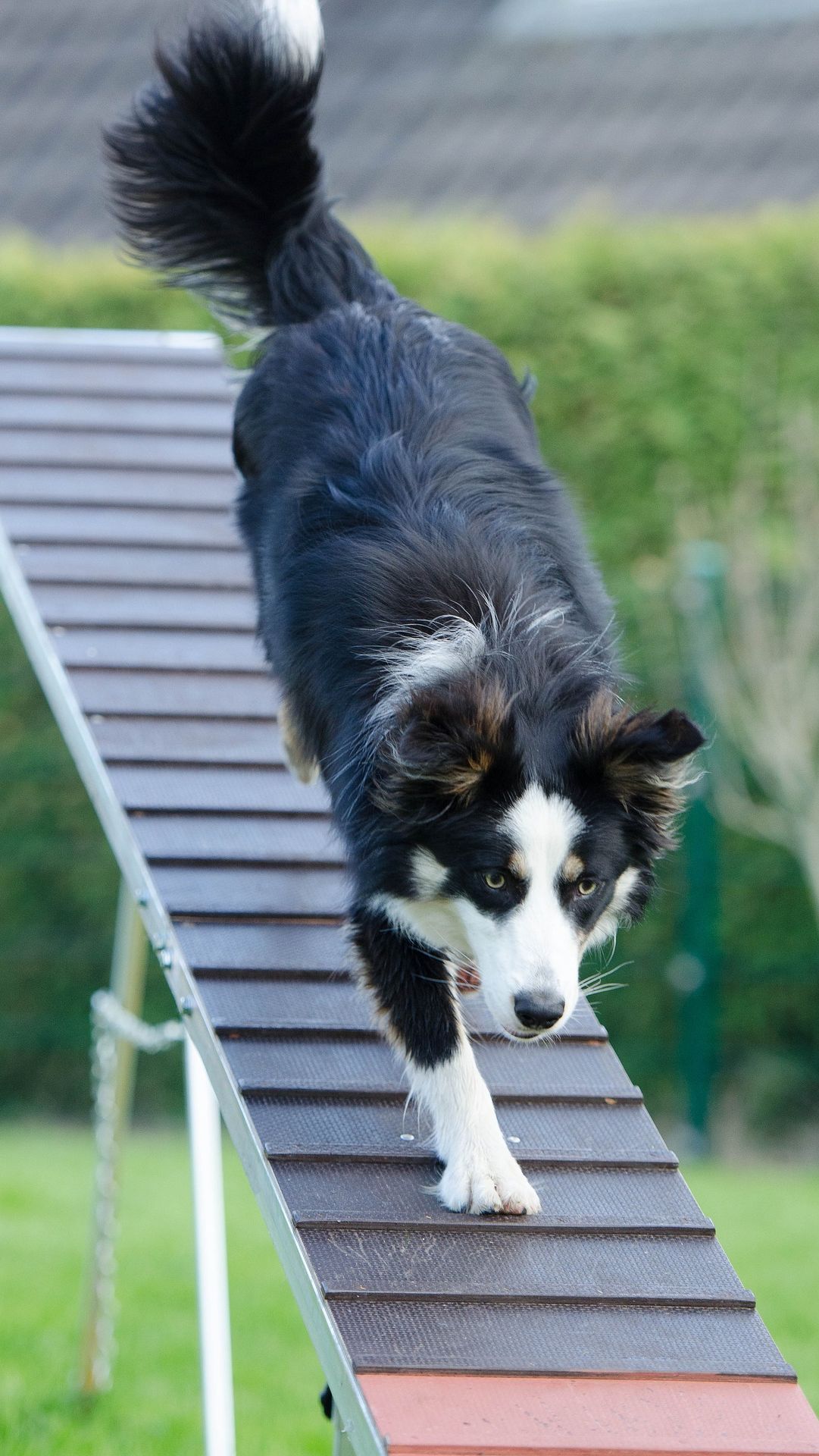 1. Dog Parkour: Urban Adventures <br><br>Dog parkour takes everyday obstacles like benches, railings, and walls. This sport turns them into an urban playground for your pup. Dogs learn to navigate, balance, and jump on and off various structures.<br><br>Photo: pixabay