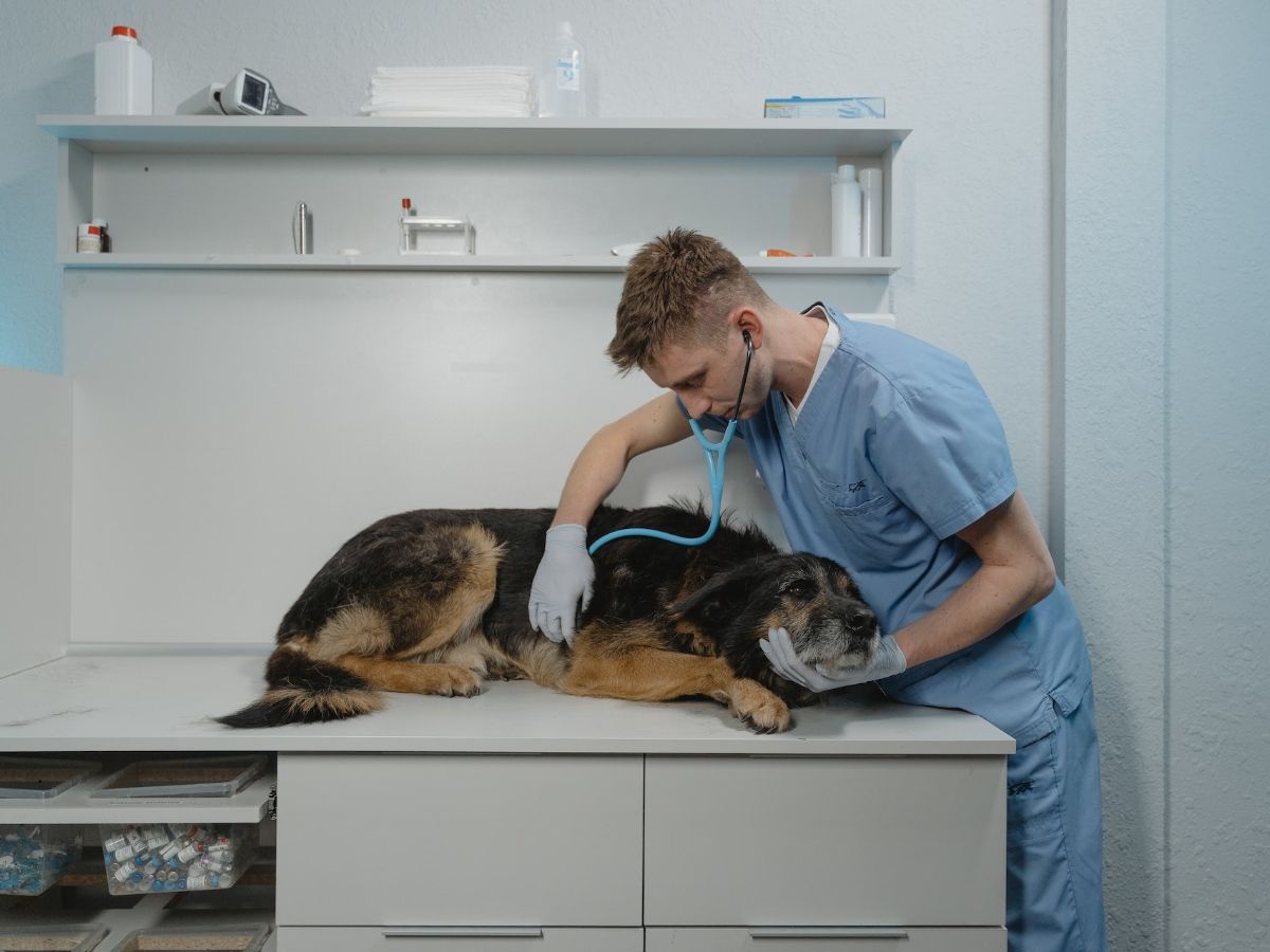 4. Spaying During Heat