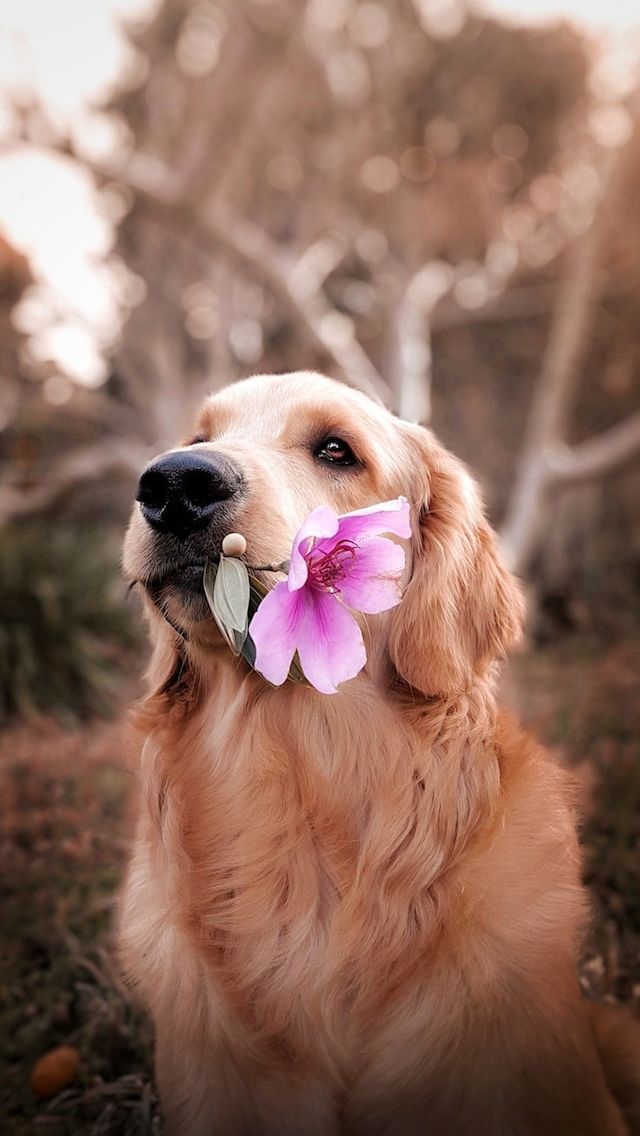 5 Surprising Facts About Dog Menstruation, Understand Before the Breeding Process