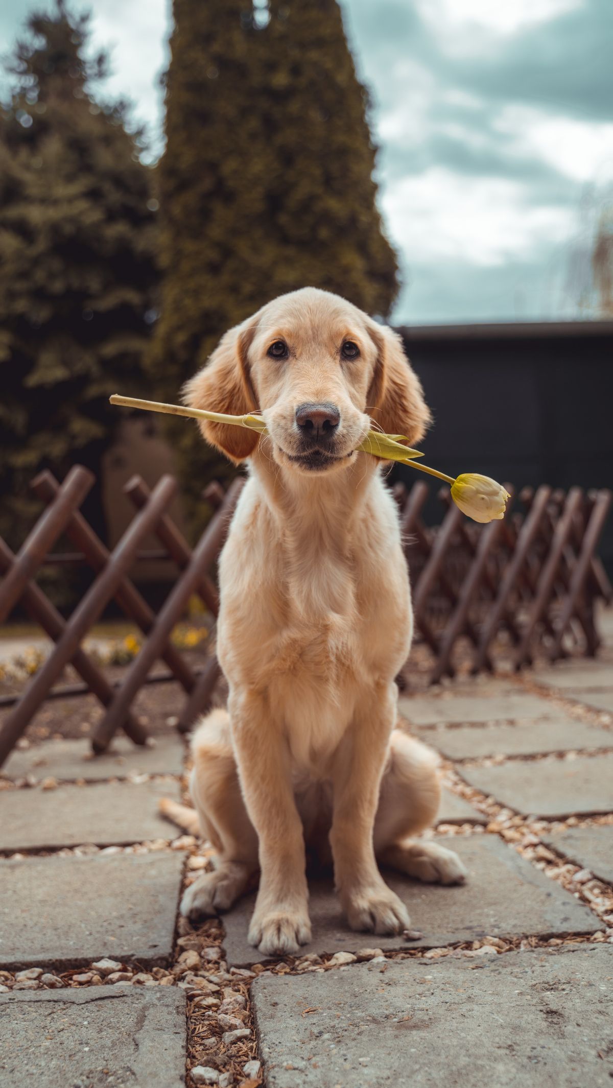 Understanding the facts of dog menstruation is a vital aspect of responsible pet ownership. This especially if you're wanting breeding them. By being aware of these five facts supported by scientific proof, you can make informed decisions. These help you provide the essential care during the cycle. Also, make sure the well-being of your dog buddy throughout their reproductive journey. Always consult a veterinarian for personalized guidance. It is based on your dog's breed, age, and health.<br>Photo: richard-brutyo-unsplash