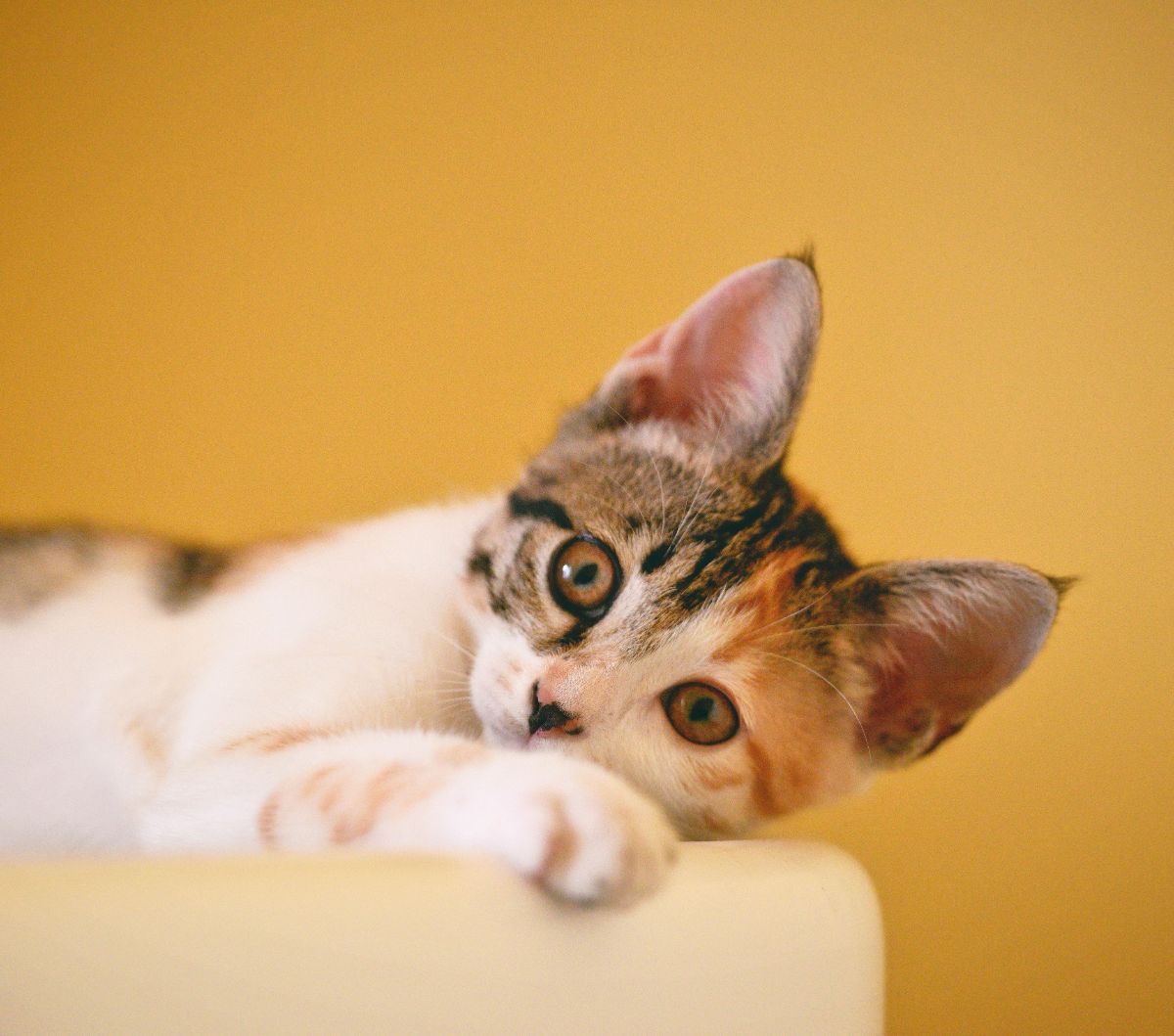 Apakah Kucing Masuk Surga? Ini Jawabannya yang Perlu Diketahui Para Pecinta Anabul