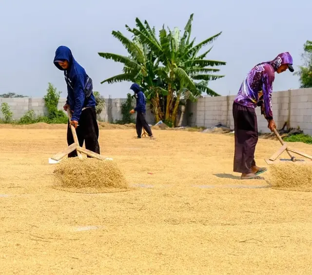 Dampak Kemarau Panjang Mulai Terasa Harga Kebutuhan Pokok Kini Lebih Mahal