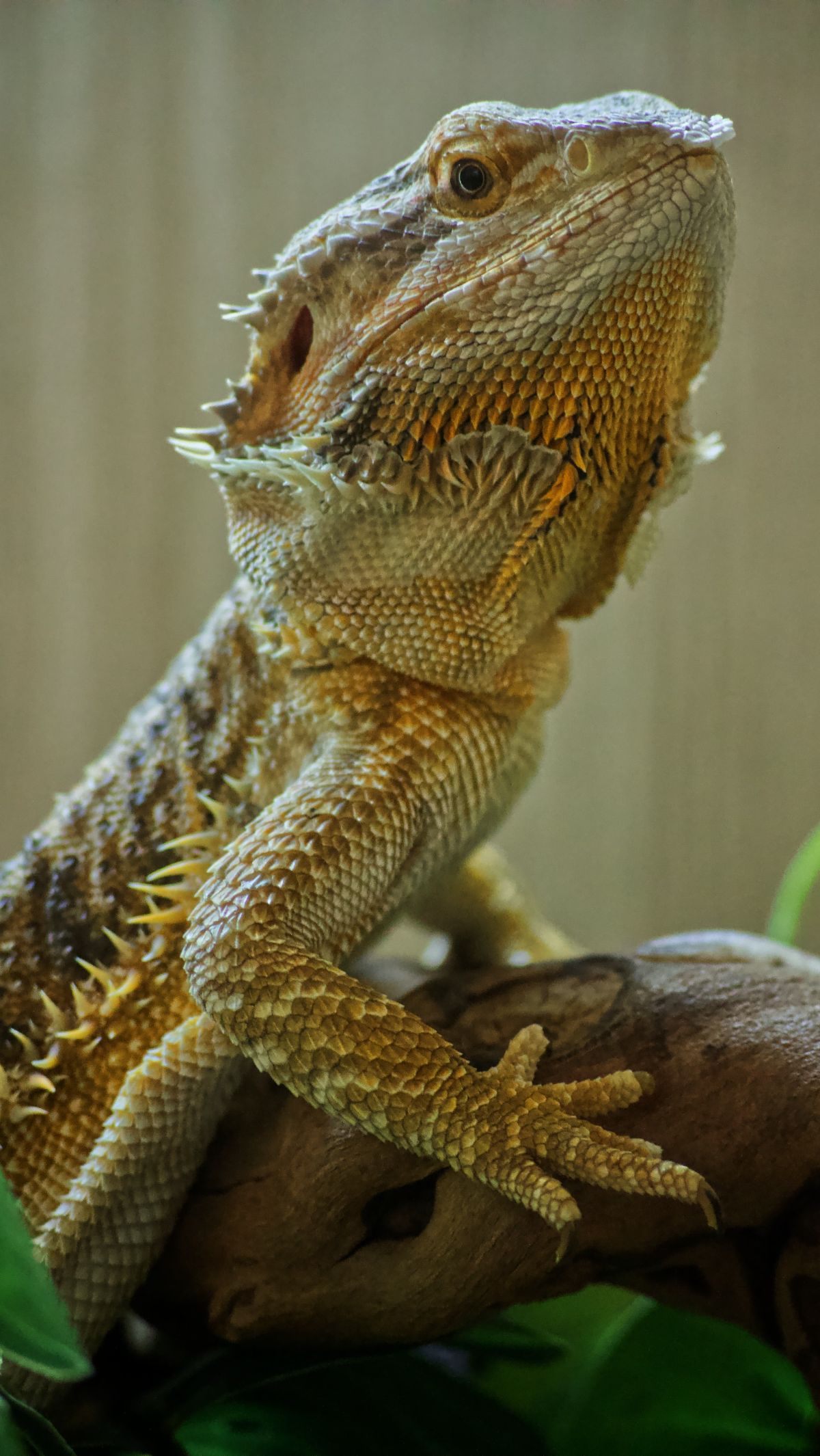 Bearded dragons: facts and photos