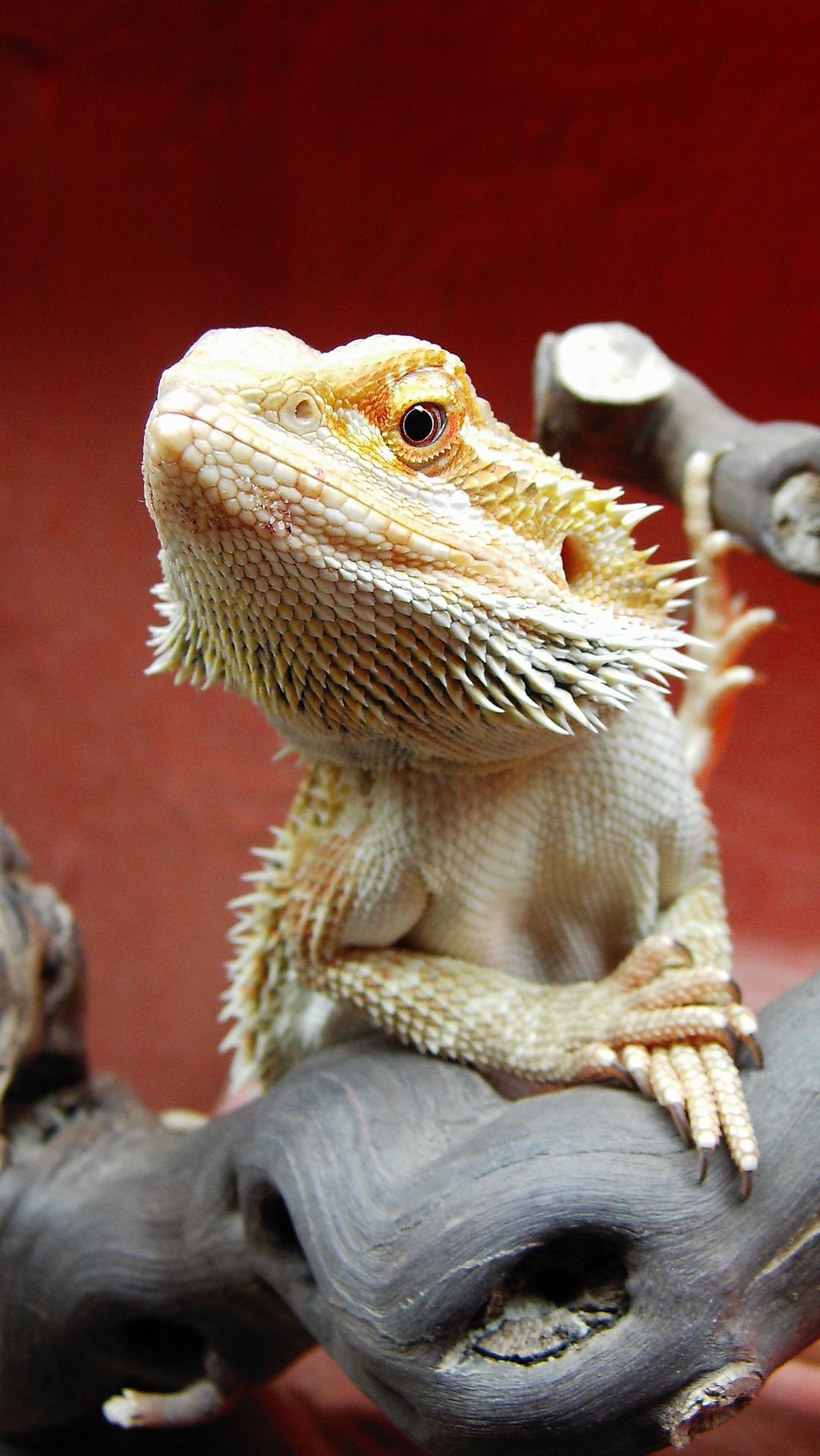 4. Omnivorous Palates<br><br><br> <br>Bearded dragons are eaters with diverse dietary choices. Their omnivorous nature means they consume plant matter and animal-based foods. It ranges from insects and worms to leafy greens and fruits. <br><br>Photo: pixabay_Milchdrink