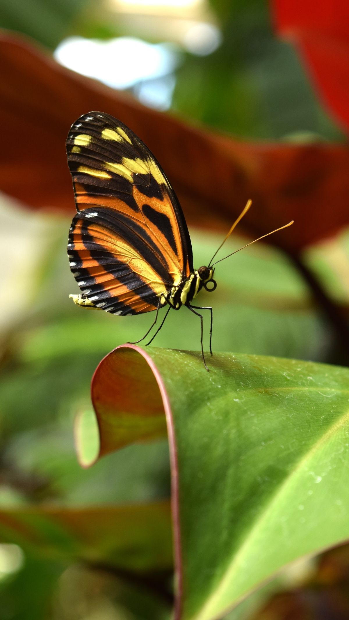 Butterfly Quotes: 50 Inspirational Phrases for a Renewed Life