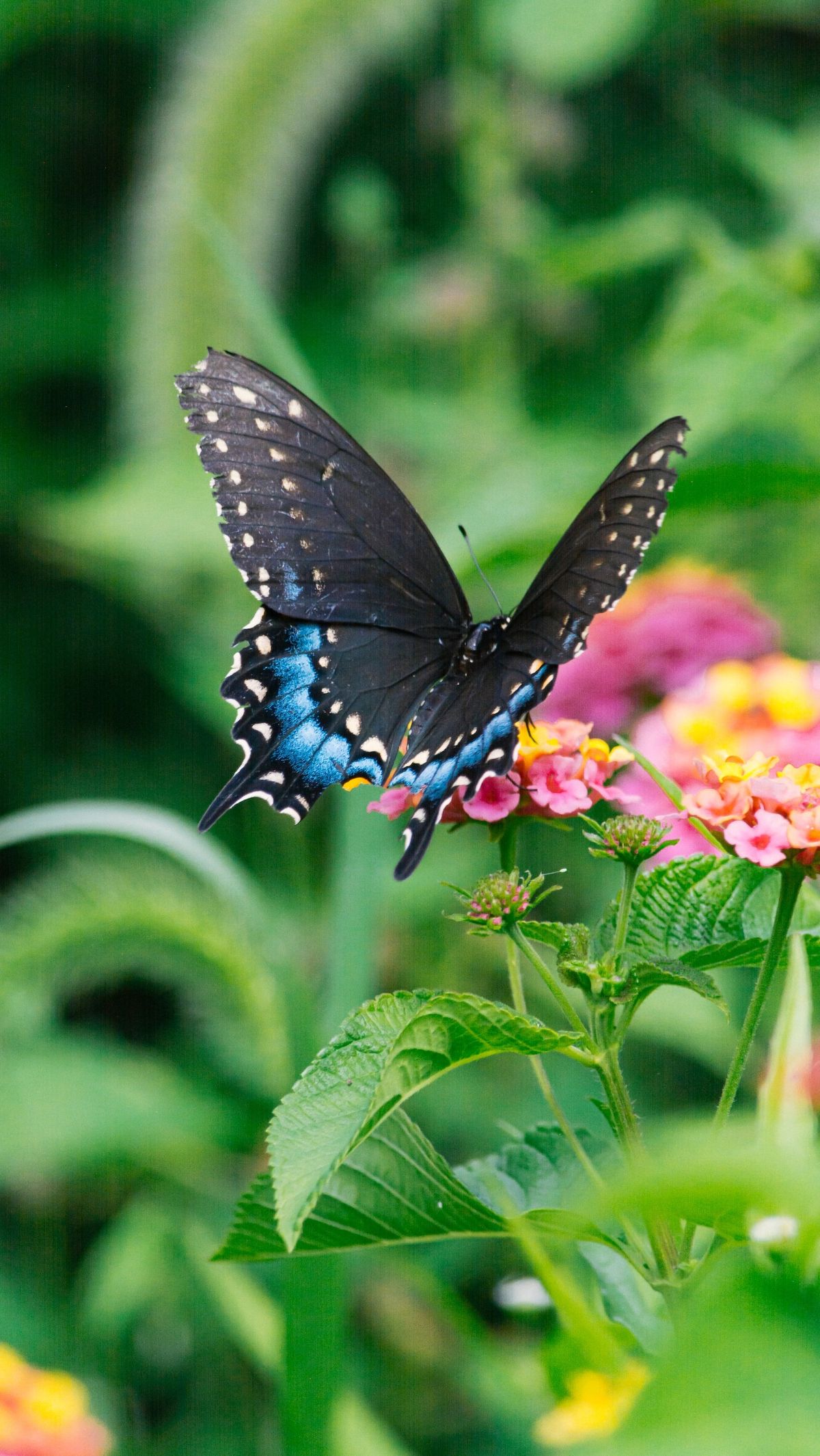 C. Inspirational Butterfly Quotes