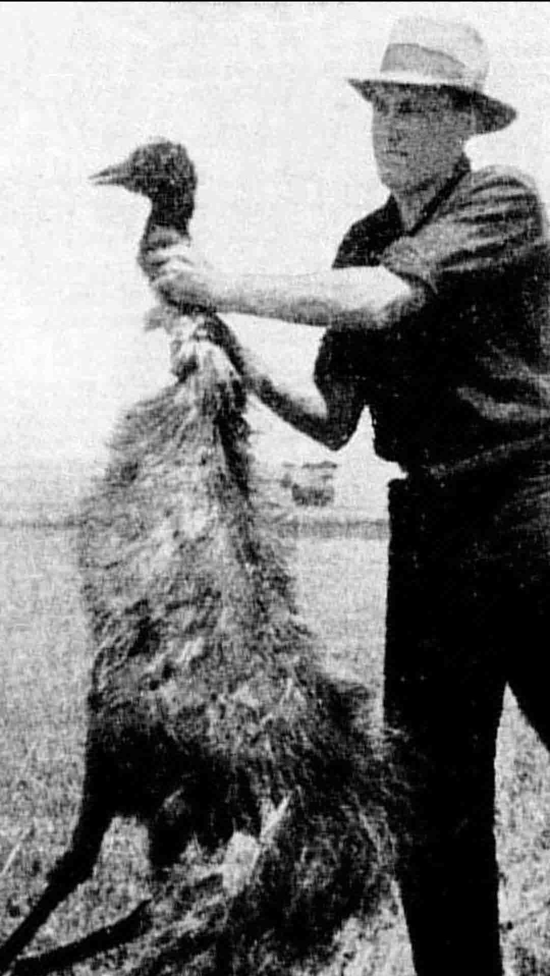 Australia Was Once at War With Giant Birds!