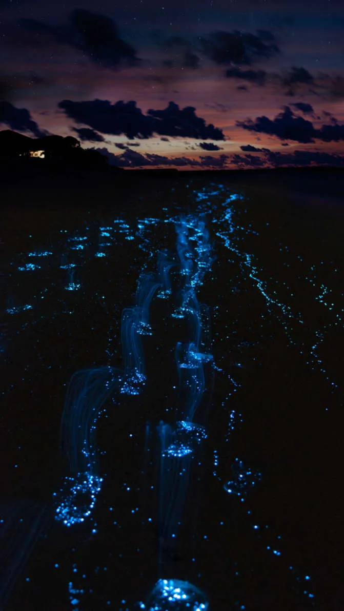 1. Bioluminescent Bay, Puerto Rico: A Heavenly Dance on Water