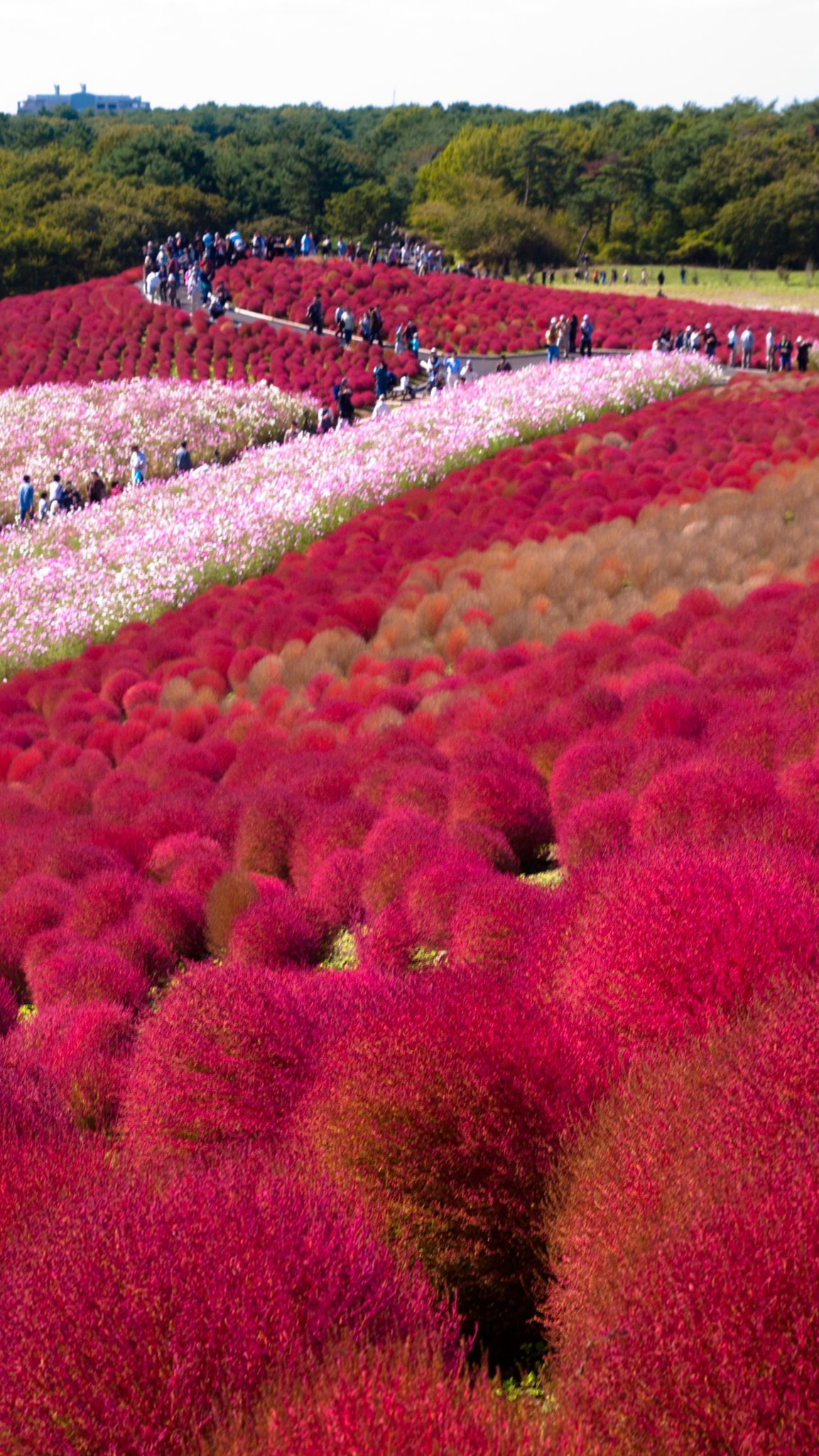 2. Hitachi Seaside Park, Japan: Blossoms Beyond Imagination