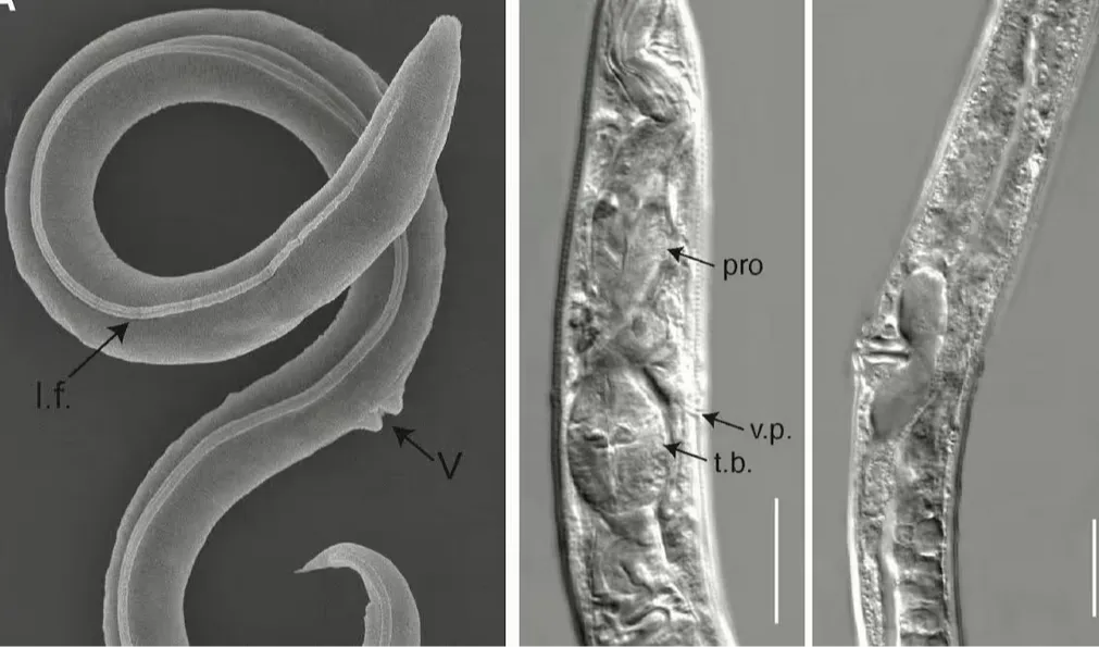 Carbon analysis determined that this nematode was from the late Pleistocene era, about 46,000 years ago.