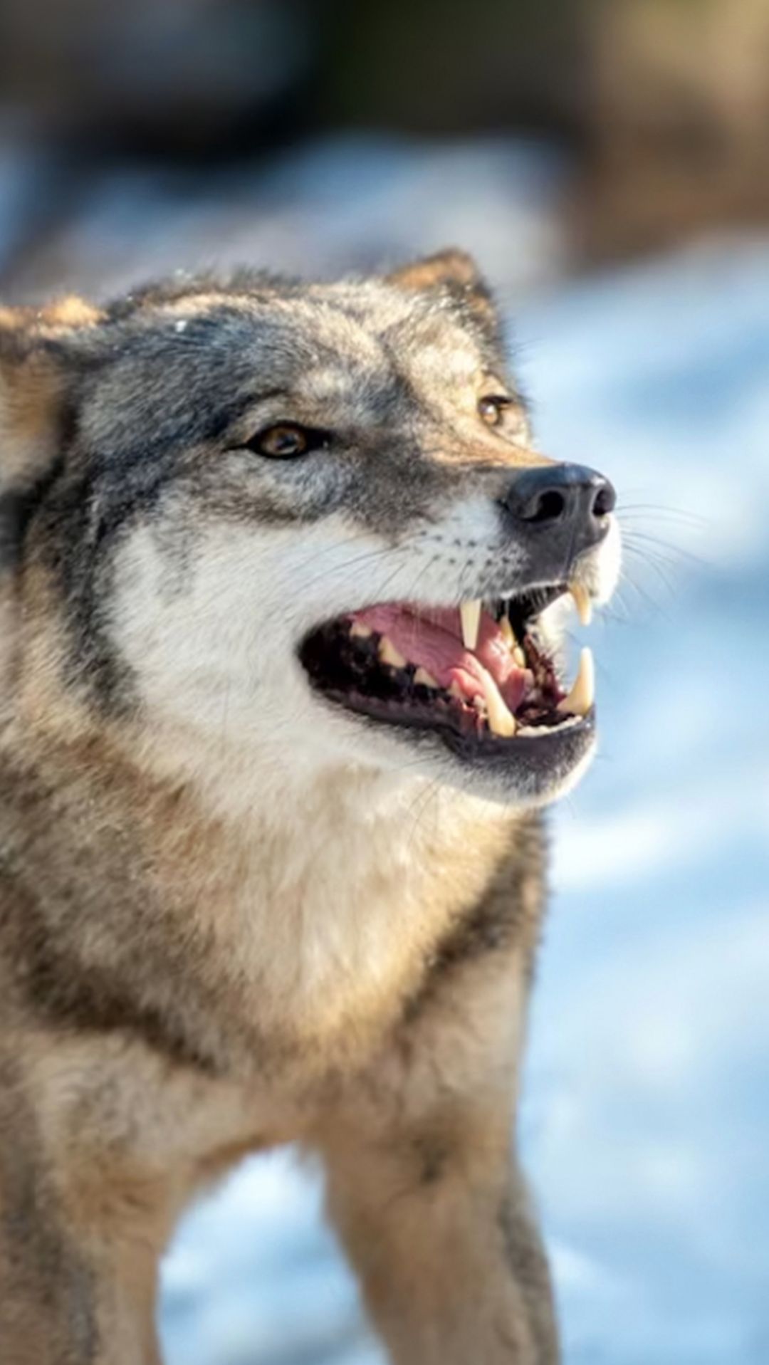 This National Park Airdrops Wolves To Control the Moose Population ...