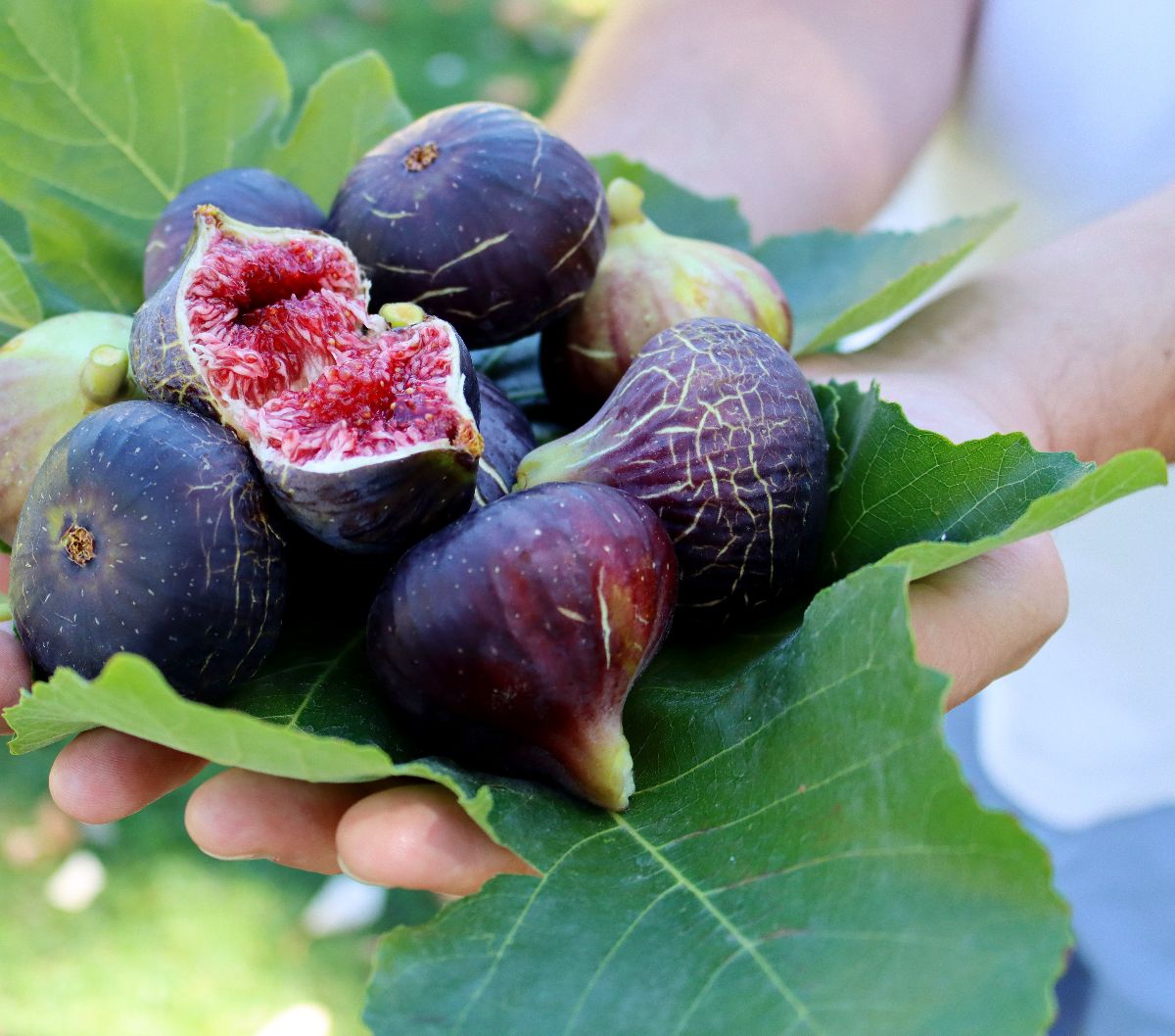 Manfaat Buah Tin untuk Kesuburan, Teruji Klinis Jadi Suplemen Seksual yang Manjur