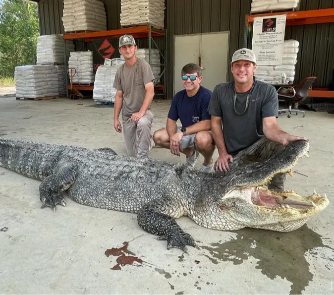 364-kg Alligator Caught in Mississippi River