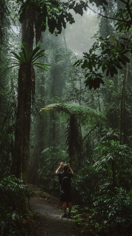 In this list, we will give you 5 simple steps you can try if you are lost in the forest.