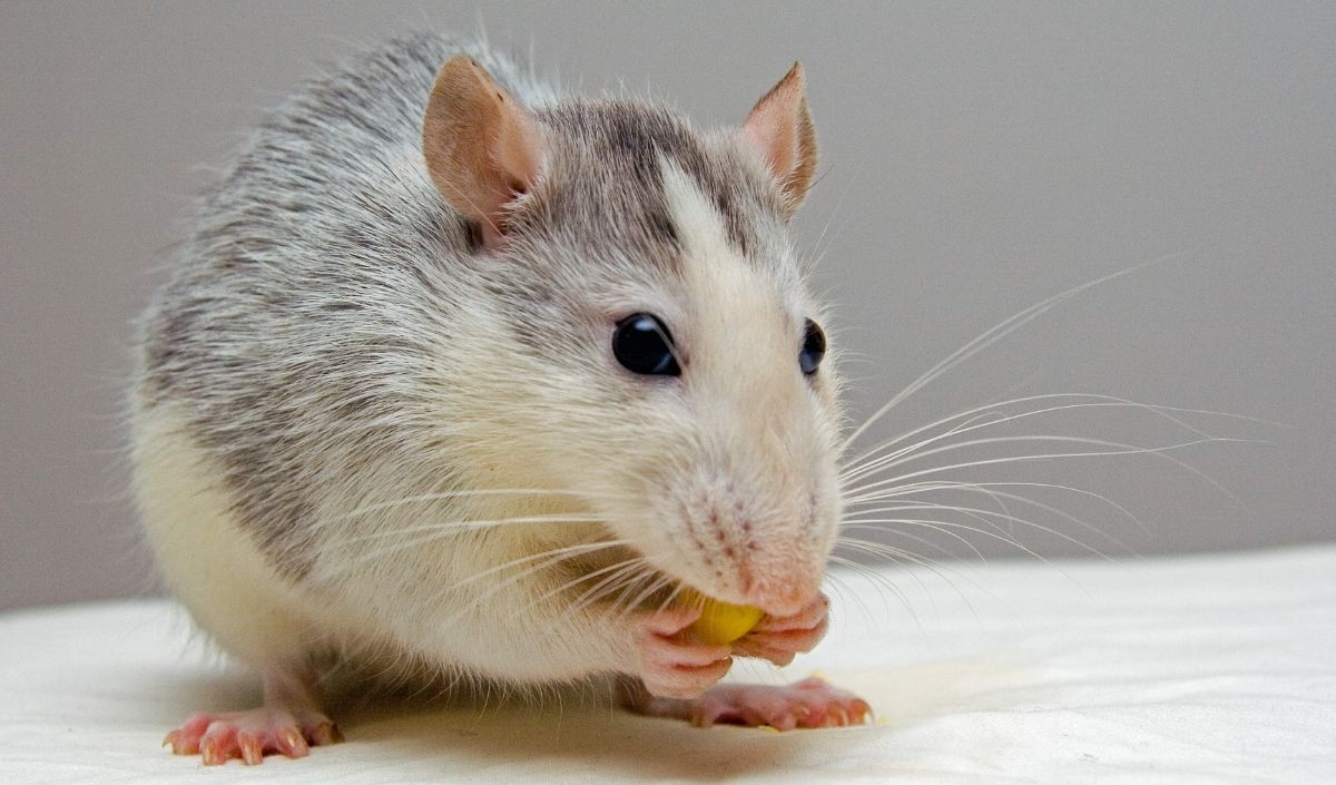 Tikus