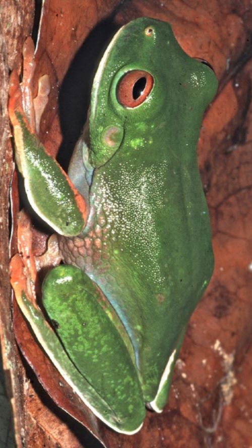 Spesies Kodok Baru Ditemukan di Hutan Papua, Warnanya Unik dan Hidup di Atas Pohon