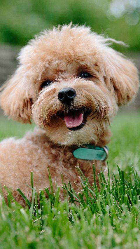 10 Jenis Anjing Kecil Yang Lucu Cocok Untuk Jadi Teman Di Rumah