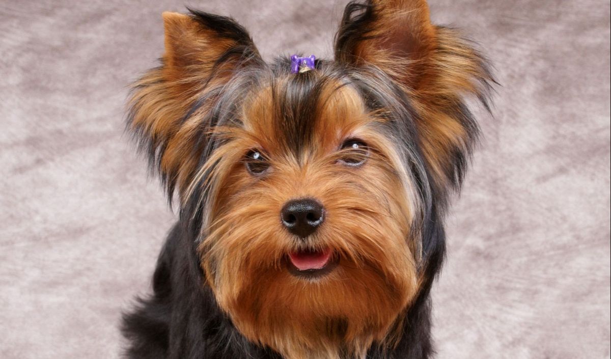 5. Yorkshire Terrier