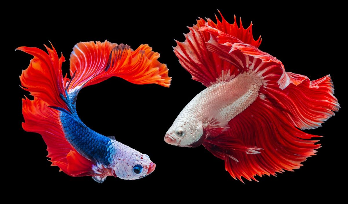 1. Betta Fish