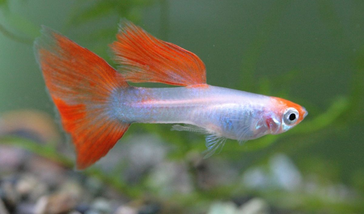 4. Guppy