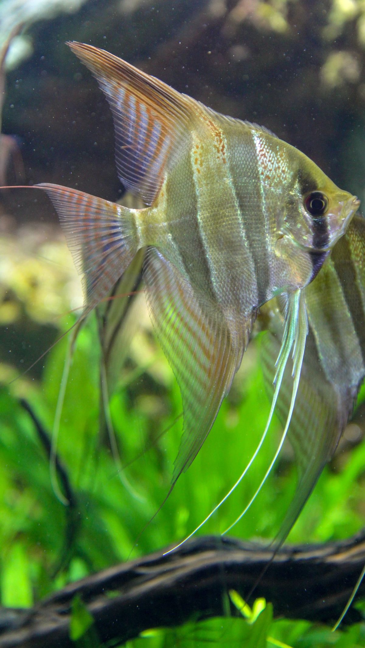 5. Angelfish