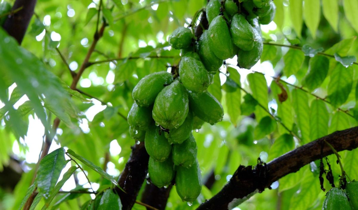 10 Manfaat Daun Belimbing Wuluh, Bantu Turunkan Darah Rendah