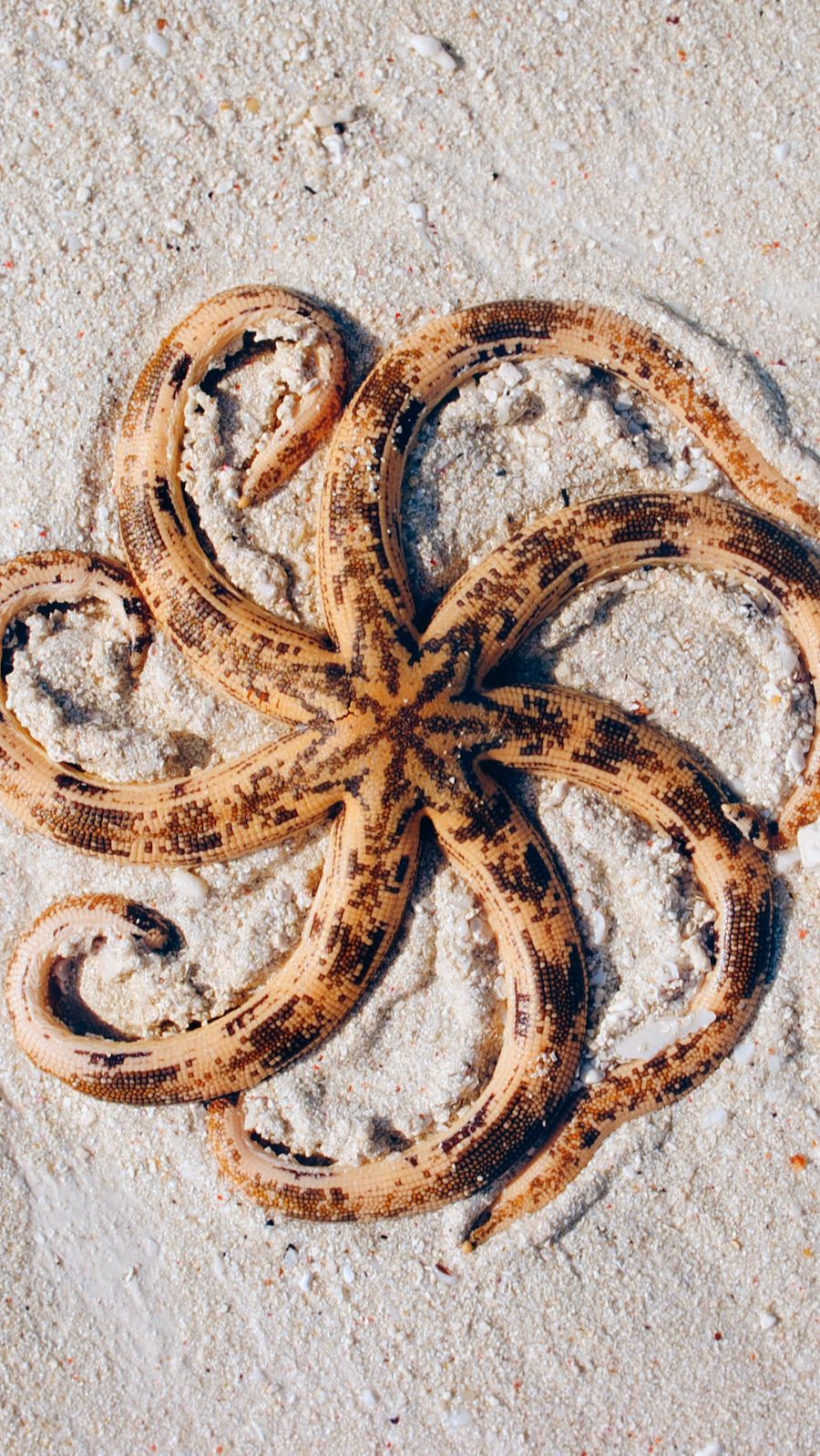 3. Not All Starfish Are Star-Shaped<br /><br
/>The five-armed star-shaped variety is the most visible. But not all starfish serve this typical image. Some species have more arms. They reach up to 40 or more, while others have rare arms, with some having only three or four. Also, certain species show non-star-like shapes. They reach irregular blobs or long snake-like forms.<br
/><br
/>anastasiya-malova-unsplash