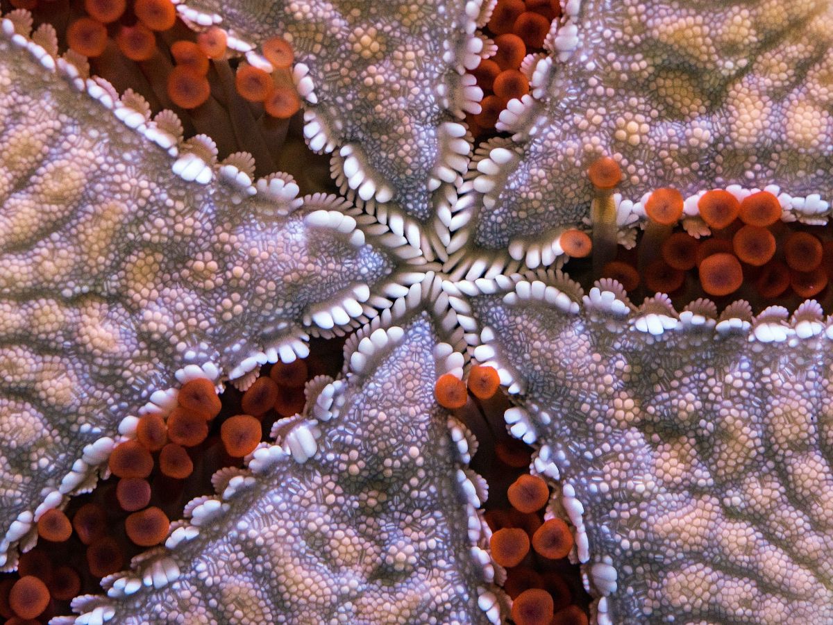 4. Starfish Move With Hundreds Of Feet