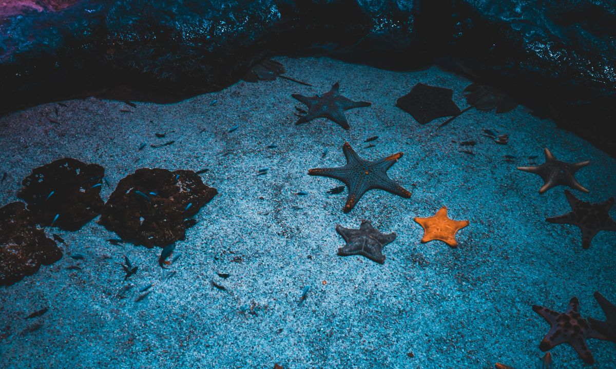 Discover 7 Surprising Facts About Starfish
