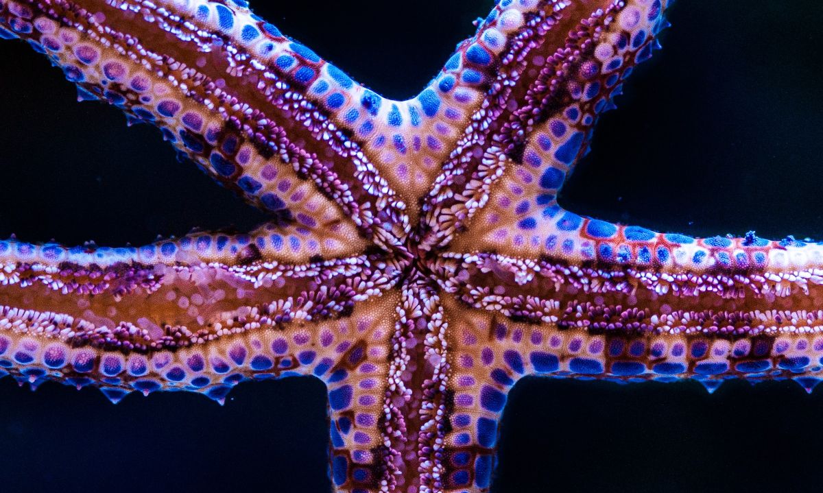 Discover 7 Surprising Facts About Starfish