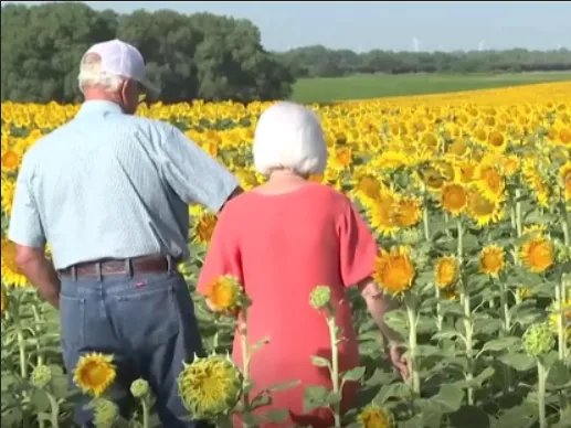 A Farmer Plants 1.2 Million Sunflowers to Celebrate 50th Wedding Anniversary