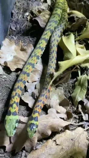 Ular Berkulit Harimau