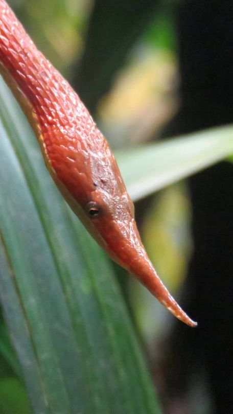 Ular Hidung Daun Malagasy