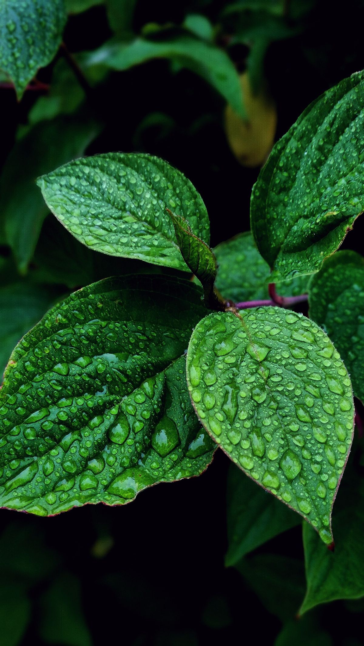 Secara umum, daun mint aman dikonsumsi, walau begitu mereka yang memiliki masalah asam lambung harus membatasinya. Sejumlah manfaat kesehatan tersebut bisa diperoleh dari konsumsi daun mint.