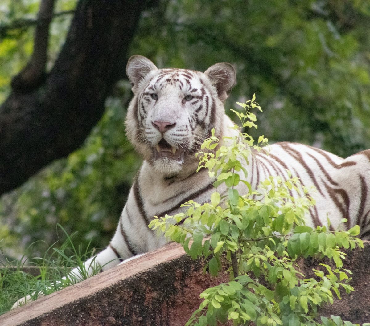 6 Fun Facts About White Tigers That You Never Know | trstdly: trusted ...