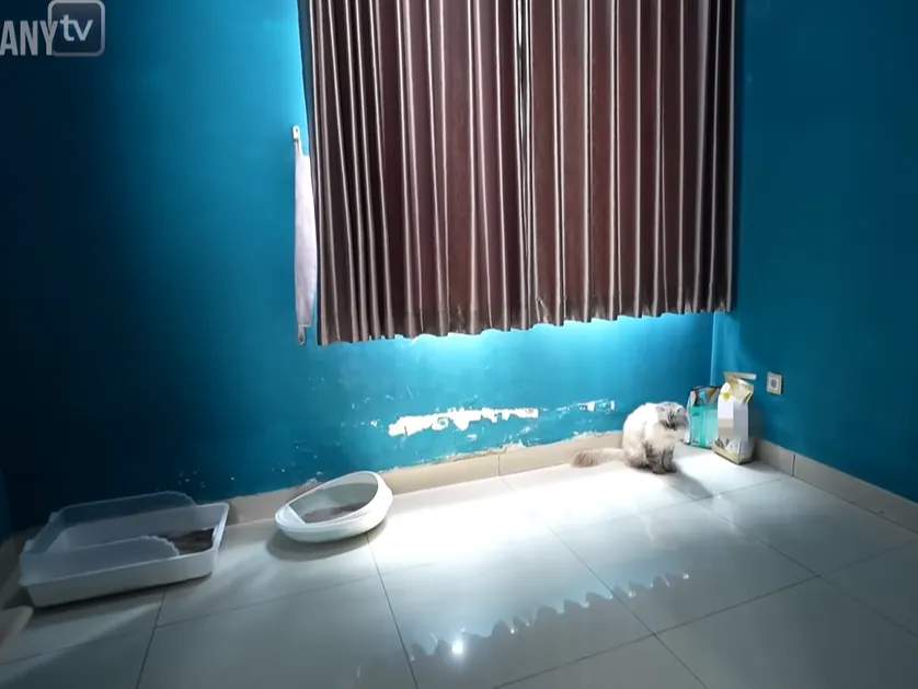 Kamar Kucing