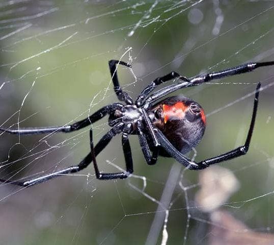 Boy Allows Himself to Be Bitten by Dangerous Spider to Become 'Spider ...